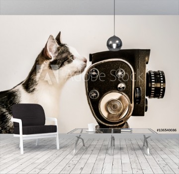 Picture of White and gray cat looking into viewfinder of vintage camera White background